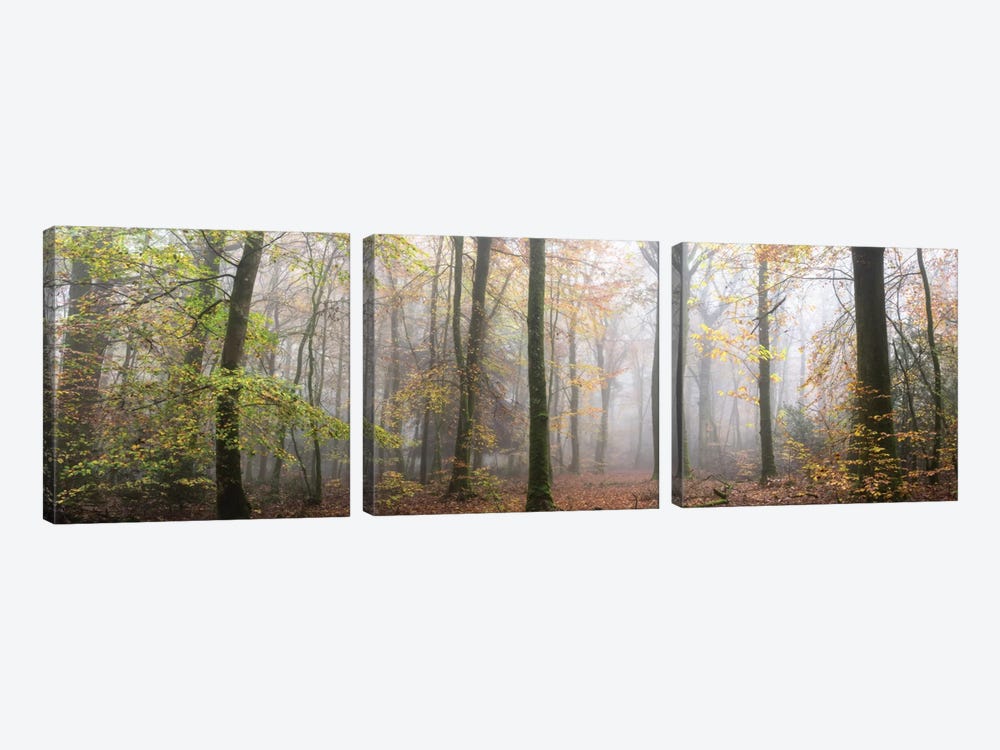 Panoramic Walk In The Forest by Philippe Manguin 3-piece Art Print