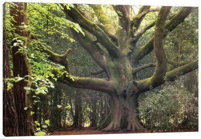Big Beech Tree In Broceliande Canvas Art Print - Philippe Manguin