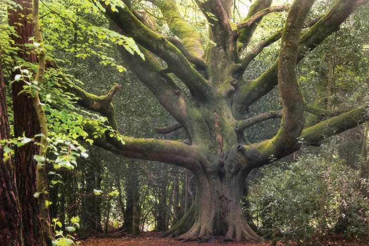 Big Beech Tree In Broceliande