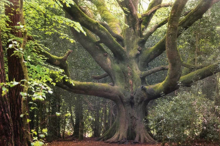 Big Beech Tree In Broceliande by Philippe Manguin wall art