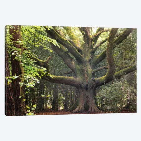 Big Beech Tree In Broceliande Canvas Print #PHM16} by Philippe Manguin Canvas Print