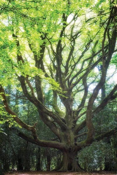 Beech Trees: Big Old Broceliande Beech Tree II by Philippe Manguin