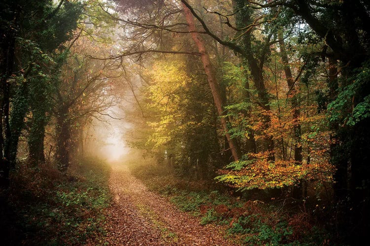 Path In Autumn Forest