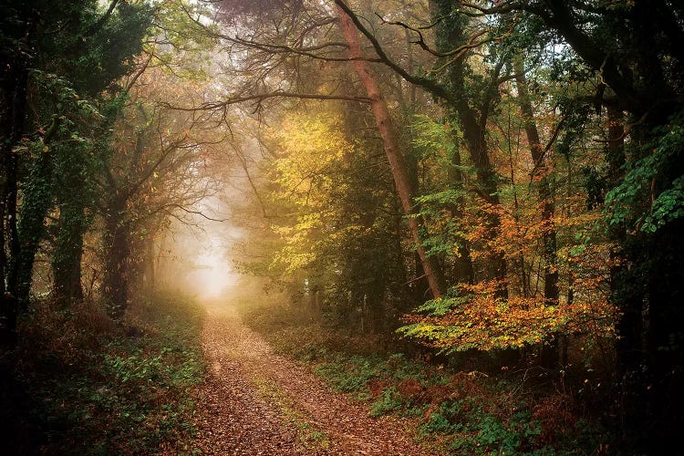 Path In Autumn Forest by Philippe Manguin wall art