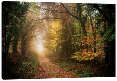 Path In Autumn Forest Canvas Art Print - Philippe Manguin