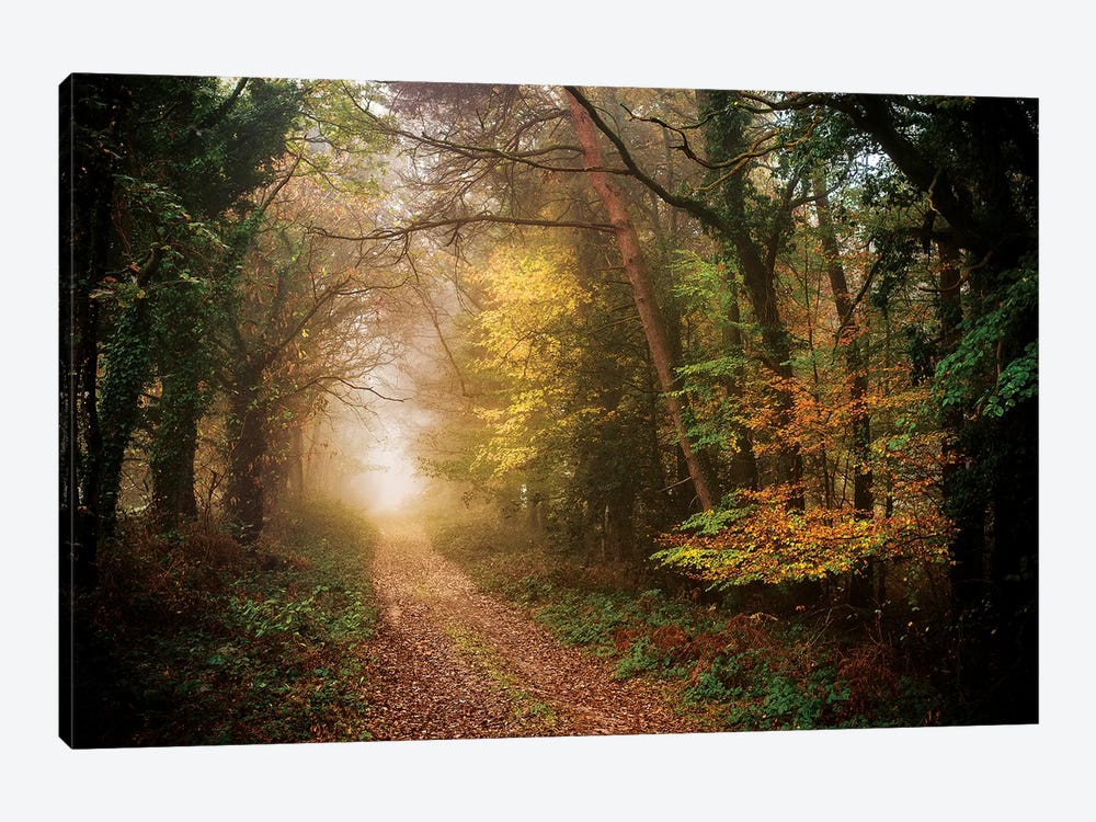 Path In Autumn Forest by Philippe Manguin 1-piece Canvas Wall Art
