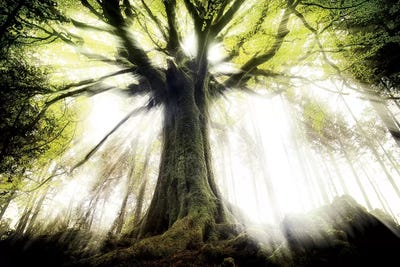 Ponthus Beech by Philippe Manguin acrylic art print