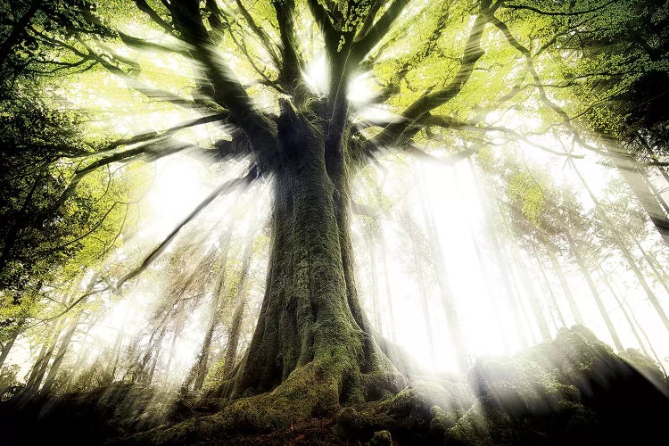 Ponthus Beech by Philippe Manguin wall art
