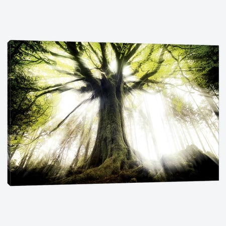 Ponthus Beech Canvas Print #PHM181} by Philippe Manguin Canvas Print