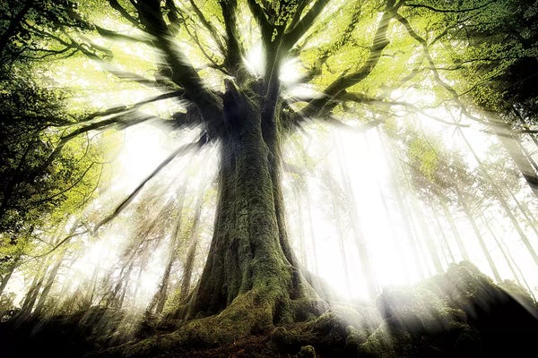 Beech Trees: Ponthus Beech by Philippe Manguin