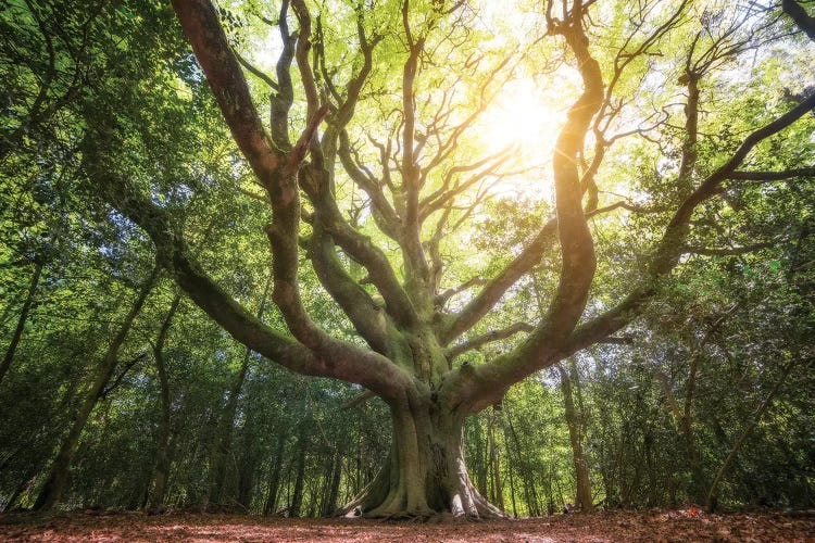 Big Old Broceliande Beech Tree III by Philippe Manguin wall art