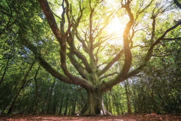 Beech Trees: Big Old Broceliande Beech Tree III by Philippe Manguin