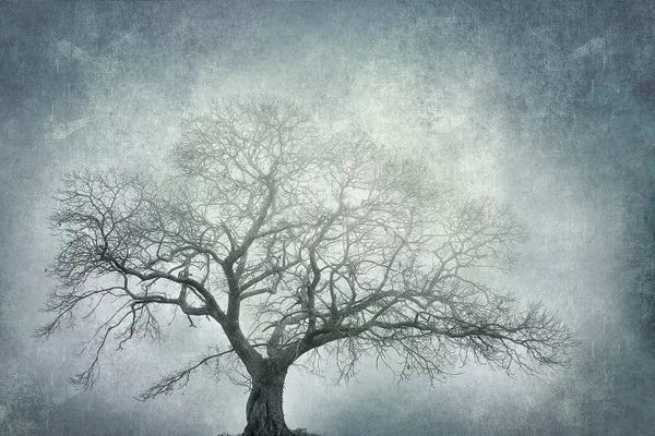 Philippe Manguin: Textured Tree by Philippe Manguin
