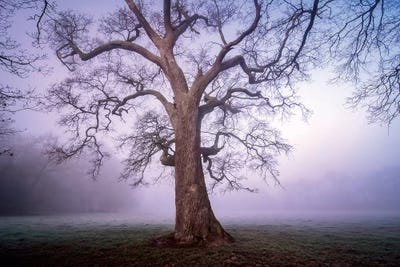 The Ancient Old Oak Tree by Philippe Manguin canvas print