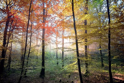 The Fairy Place by Philippe Manguin canvas print