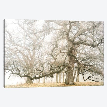 The Ghost Oaks Canvas Print #PHM199} by Philippe Manguin Canvas Wall Art