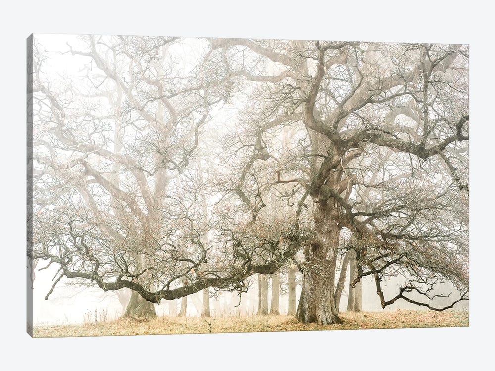 The Ghost Oaks by Philippe Manguin 1-piece Canvas Art