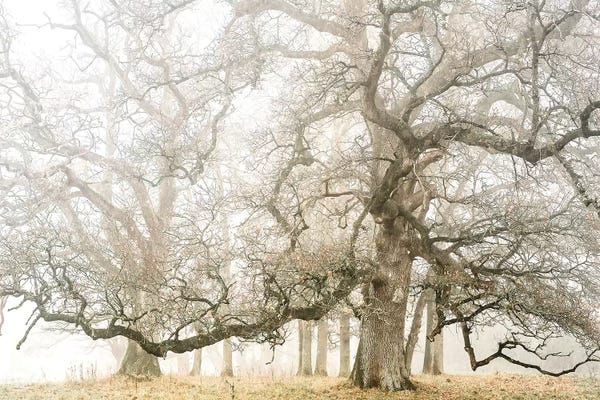 Autumn: The Ghost Oaks by Philippe Manguin