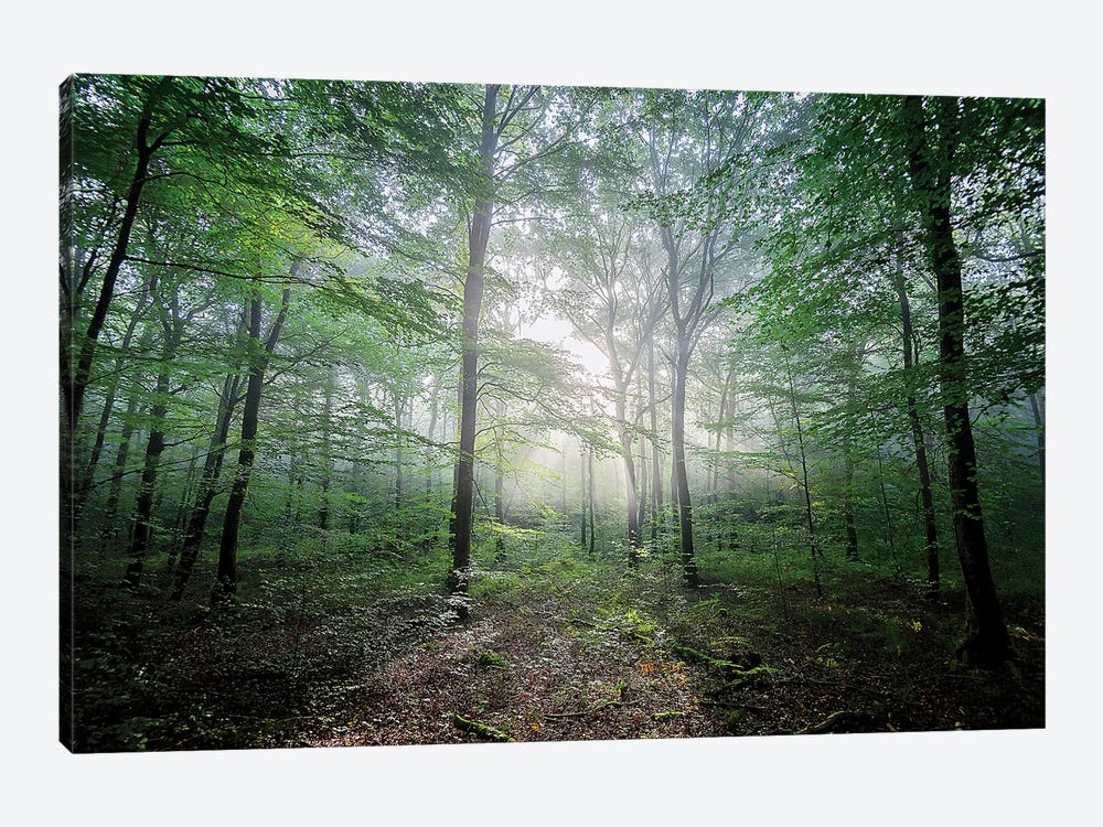 The Lighting Foret by Philippe Manguin 1-piece Canvas Print