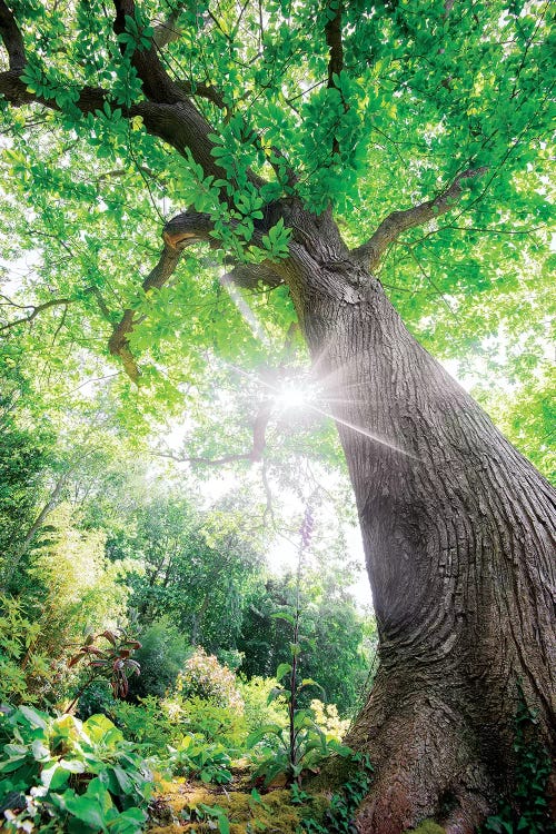 The Lighting Green Old Tree - L'Illumination