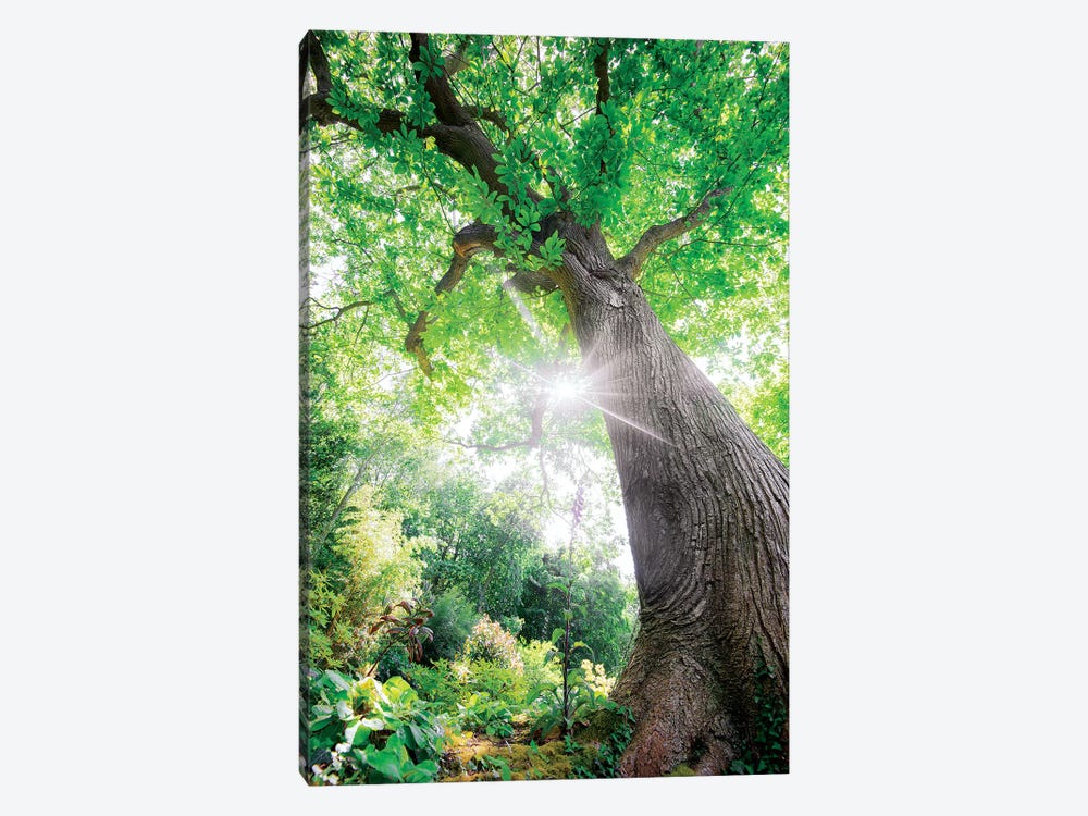 The Lighting Green Old Tree - L'Illumination by Philippe Manguin 1-piece Canvas Wall Art