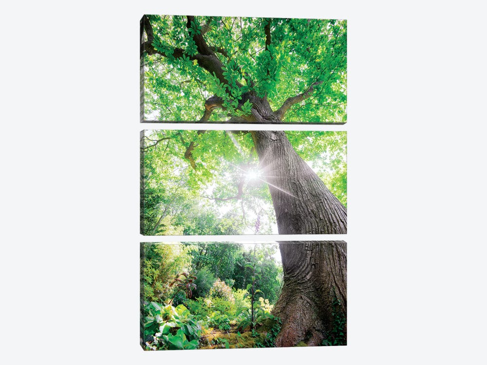The Lighting Green Old Tree - L'Illumination by Philippe Manguin 3-piece Canvas Wall Art