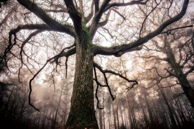 The Old Black Oak by Philippe Manguin canvas print