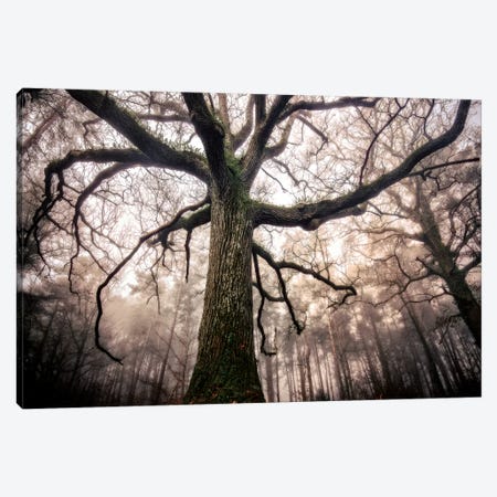 The Old Black Oak Canvas Print #PHM206} by Philippe Manguin Art Print