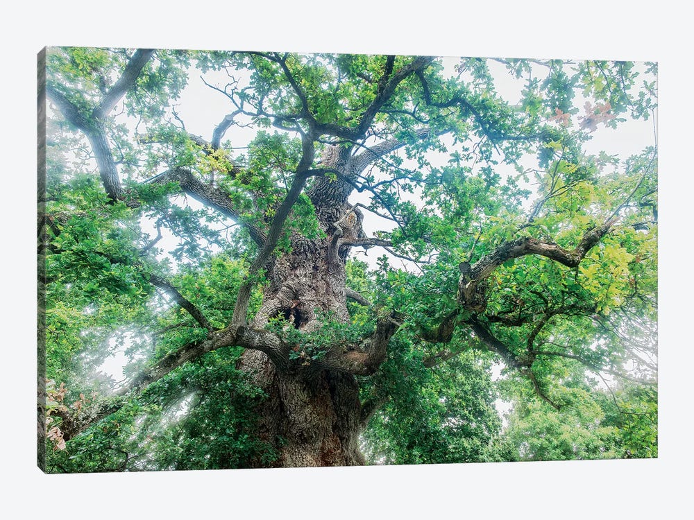 The Old Oak by Philippe Manguin 1-piece Canvas Wall Art