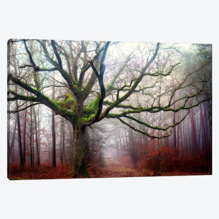 The Old Octopus Oak Tree Canvas Print #PHM209} by Philippe Manguin Canvas Wall Art
