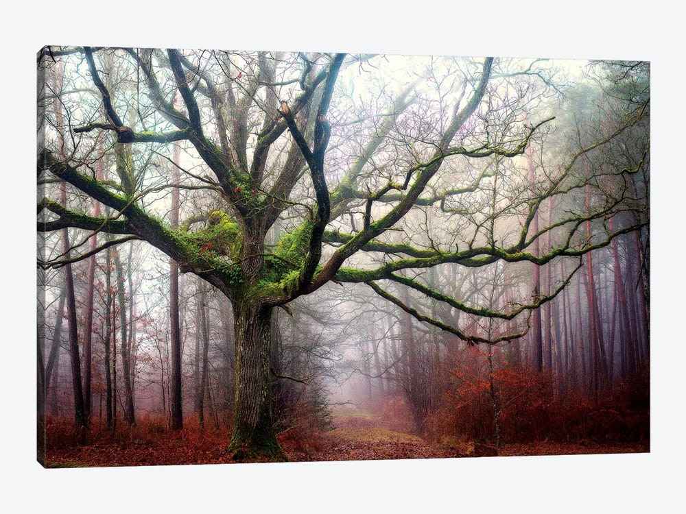 The Old Octopus Oak Tree by Philippe Manguin 1-piece Canvas Print