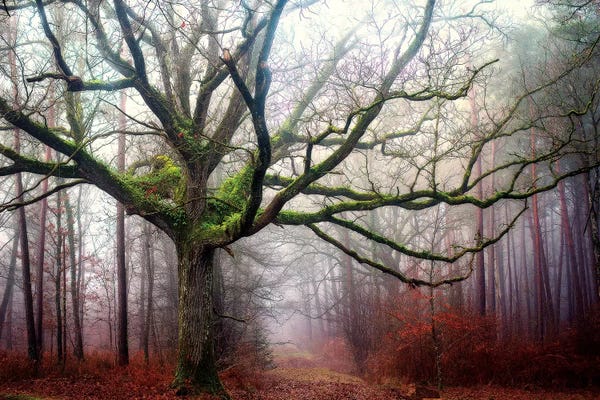 The Old Octopus Oak Tree