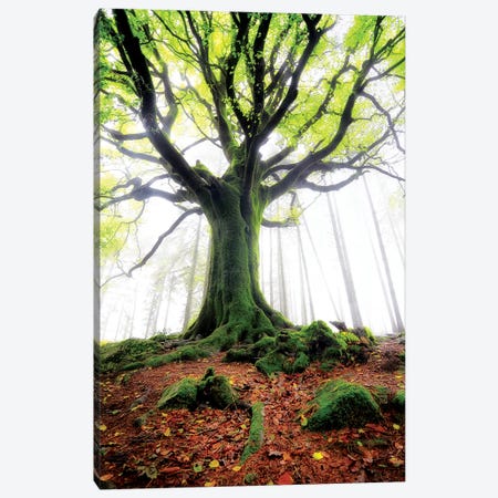 The Old Ponthus Beech Canvas Print #PHM210} by Philippe Manguin Canvas Print