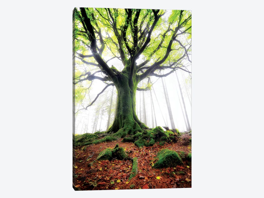The Old Ponthus Beech by Philippe Manguin 1-piece Art Print