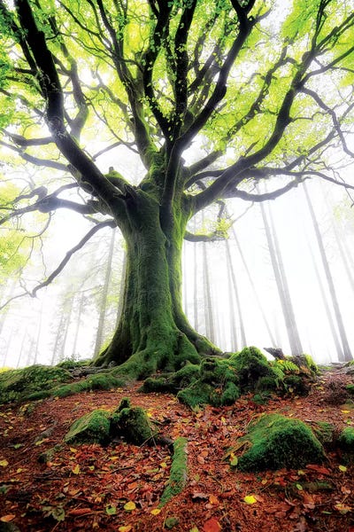 Beech Trees: The Old Ponthus Beech by Philippe Manguin