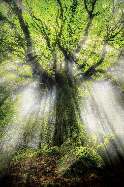 The Old Ponthus Beech Tree by Philippe Manguin wall art