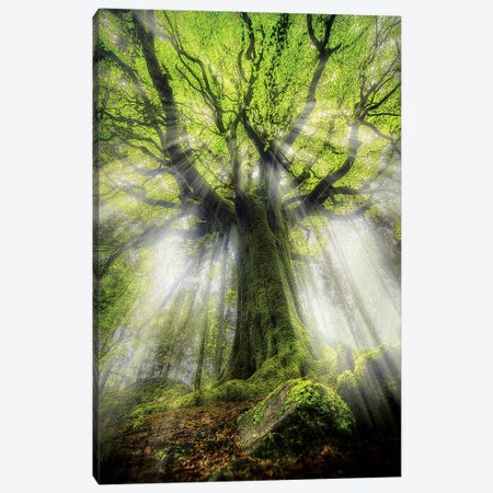 The Old Ponthus Beech Tree Canvas Print #PHM211} by Philippe Manguin Art Print