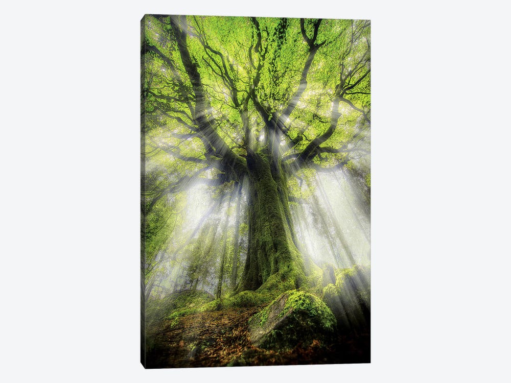 The Old Ponthus Beech Tree by Philippe Manguin 1-piece Canvas Artwork