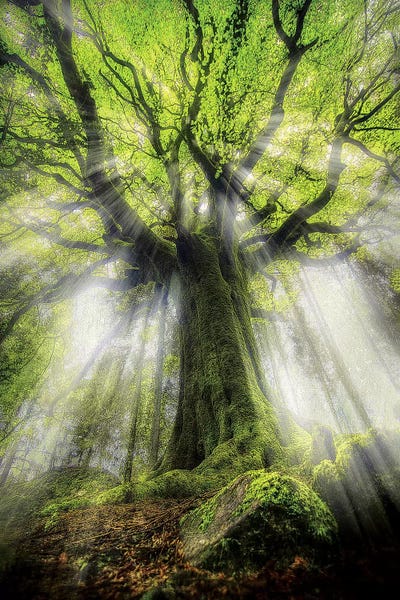 Beech Trees: The Old Ponthus Beech Tree by Philippe Manguin