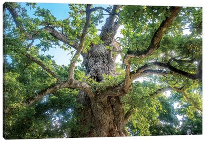 The Old Tree Oak Canvas Art Print - Philippe Manguin