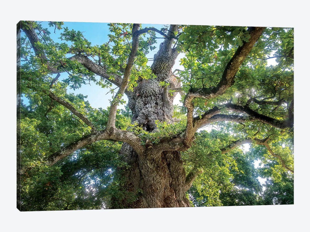 The Old Tree Oak by Philippe Manguin 1-piece Canvas Print