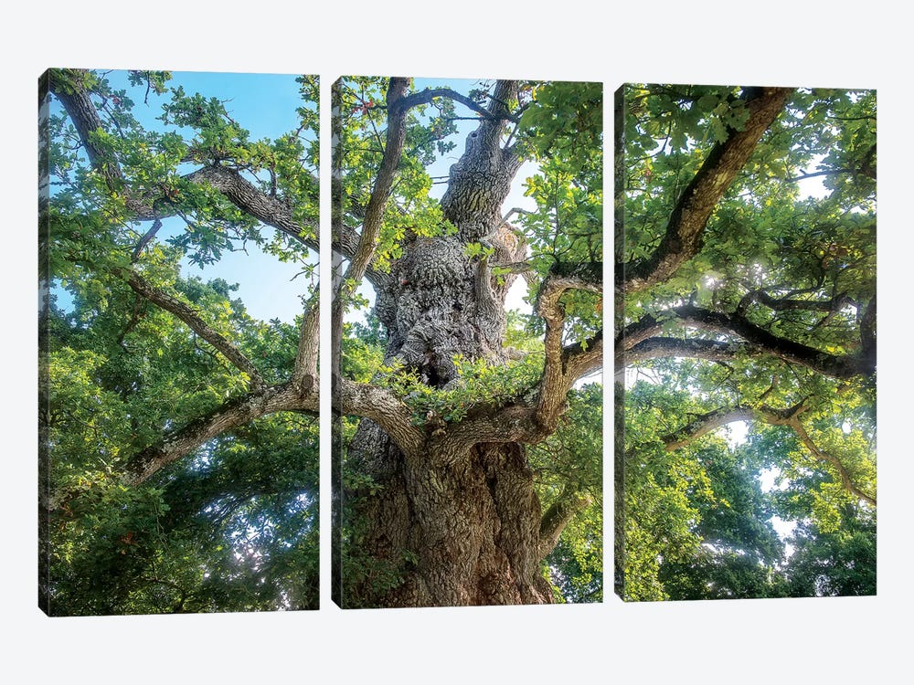 The Old Tree Oak by Philippe Manguin 3-piece Art Print
