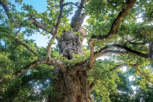 The Old Tree Oak