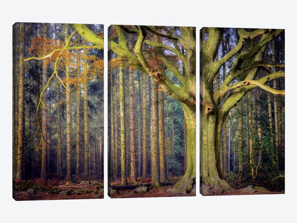 The Ponthus Beech by Philippe Manguin 3-piece Canvas Art Print