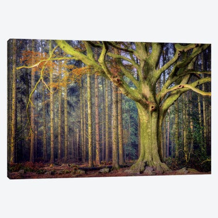 The Ponthus Beech Canvas Print #PHM214} by Philippe Manguin Canvas Art