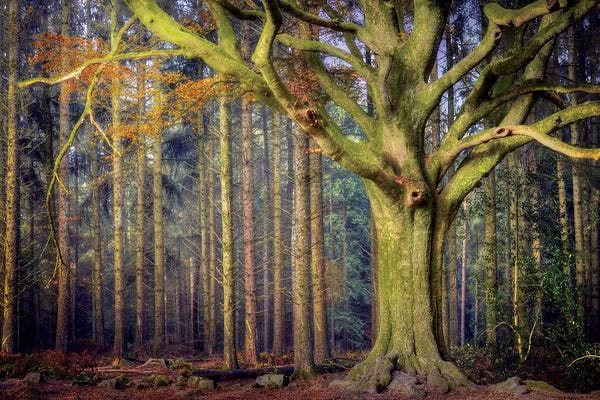 Brittany: The Ponthus Beech by Philippe Manguin