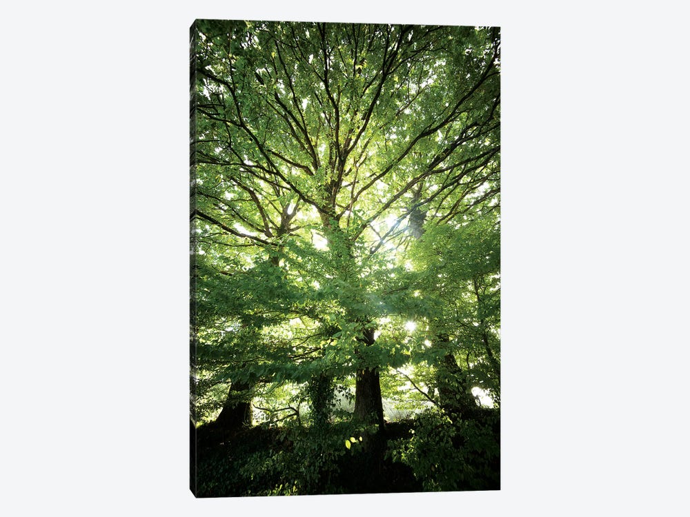 The Three Trees by Philippe Manguin 1-piece Canvas Wall Art