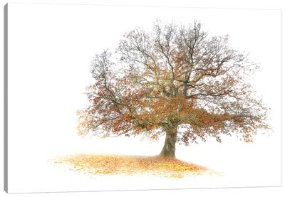 The Tree Canvas Art Print - Philippe Manguin