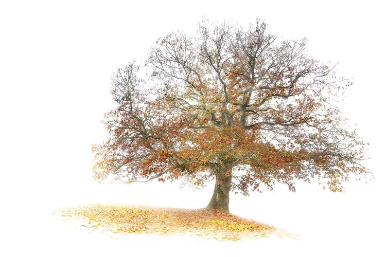 The Tree by Philippe Manguin wall art
