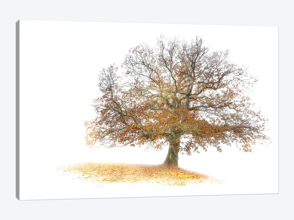 The Tree by Philippe Manguin 1-piece Canvas Art Print